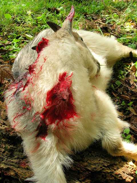 Goat_223_01.jpg
