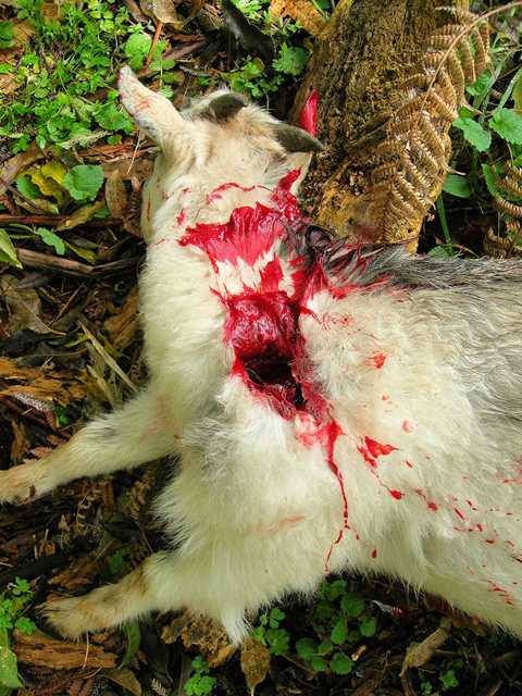 Goat_223_02.jpg