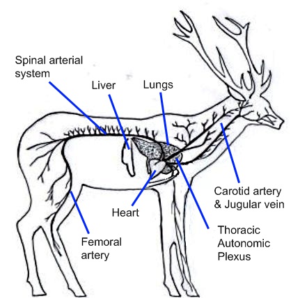 Whitetail Deer Organ Chart